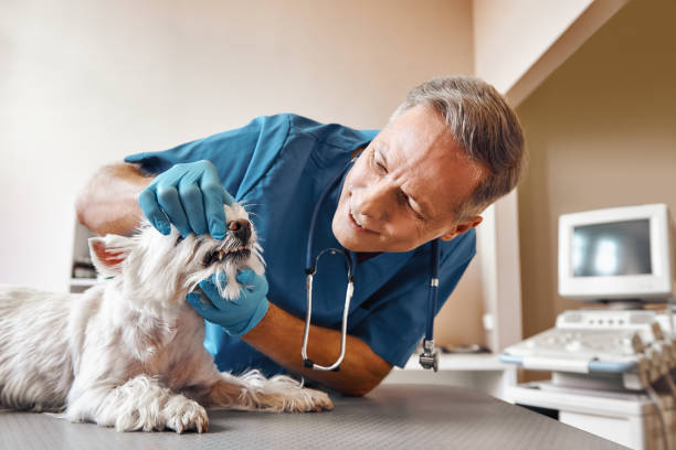 Best Emergency X-Rays and Diagnostics in Catlin, IL
